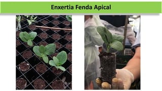 Enxertia Fenda Apical
 