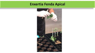 Enxertia Fenda Apical
 