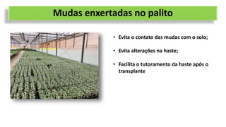 Mudas enxertadas no palito
• Evita o contato das mudas com o solo;
• Evita alterações na haste;
• Facilita o tutoramento da haste após o
transplante
 