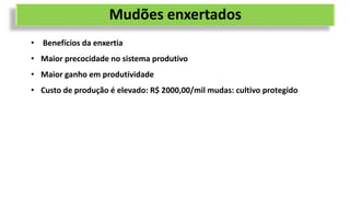 Mudões enxertados
• Benefícios da enxertia
• Maior precocidade no sistema produtivo
• Maior ganho em produtividade
• Custo de produção é elevado: R$ 2000,00/mil mudas: cultivo protegido
 
