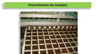 Preenchimento das bandejas
 