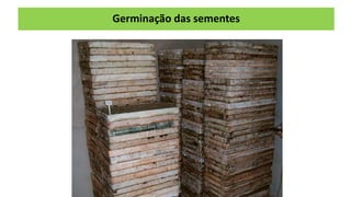 Germinação das sementes
 