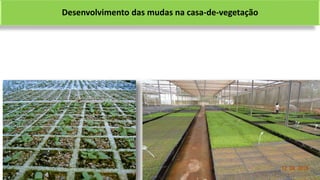 Desenvolvimento das mudas na casa-de-vegetação
 