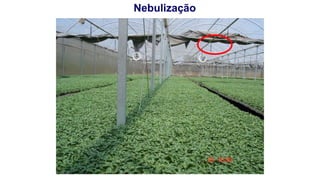 Nebulização
 