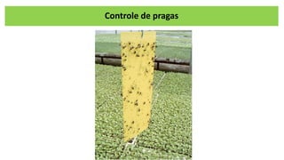 Controle de pragas
 