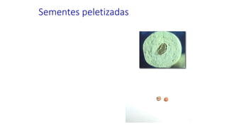 Sementes peletizadas
 