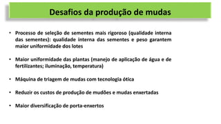 Desafios da produção de mudas
• Processo de seleção de sementes mais rigoroso (qualidade interna
das sementes): qualidade interna das sementes e peso garantem
maior uniformidade dos lotes
• Maior uniformidade das plantas (manejo de aplicação de água e de
fertilizantes; iluminação, temperatura)
• Máquina de triagem de mudas com tecnologia ótica
• Reduzir os custos de produção de mudões e mudas enxertadas
• Maior diversificação de porta-enxertos
 