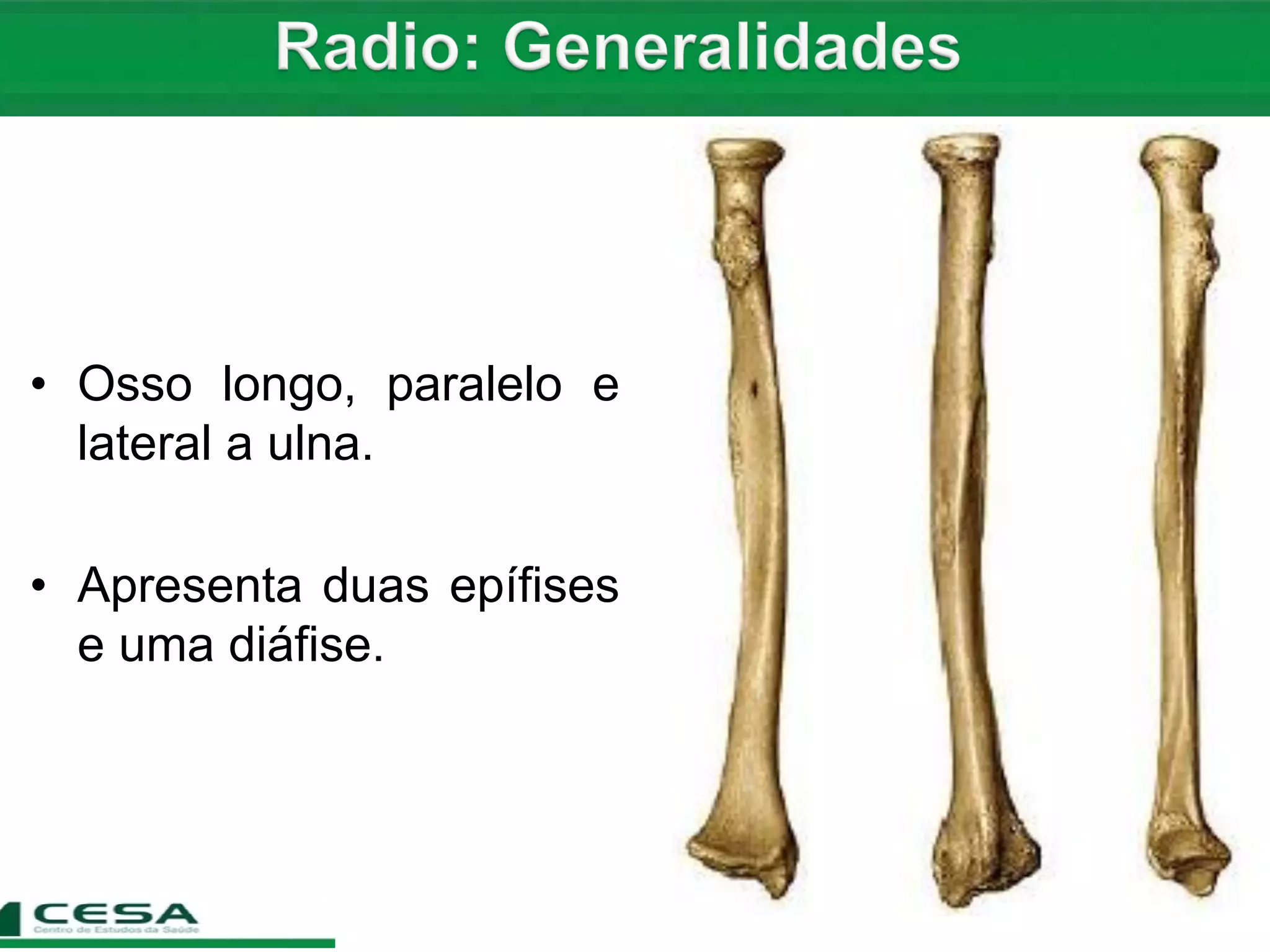 Posicao Anatomica Do Radio E Ulna Nossa Estrutura ssea Fascinante posicao-anatomica-do-radio-e-ulna-nossa-estrutura-ssea-fascinante