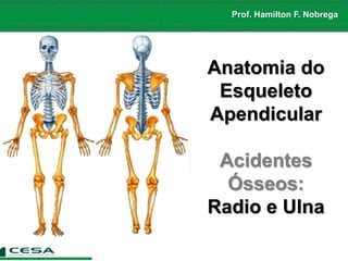 Prof. Hamilton F. Nobrega
Anatomia do
Esqueleto
Apendicular
Acidentes
Ósseos:
Radio e Ulna
 