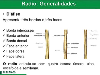 • Diáfise
Apresenta três bordas e três faces
 Borda interóssea
 Borda anterior
 Borda dorsal
 Face anterior
 Face dorsal
 Face lateral
O radio articula-se com quatro ossos: úmero, ulna,
escafoide e semilunar.
 