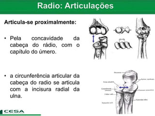Articula-se proximalmente:
• Pela concavidade da
cabeça do rádio, com o
capítulo do úmero.
• a circunferência articular da
cabeça do radio se articula
com a incisura radial da
ulna.
 