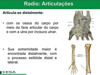 Articula-se distalmente:
• com os ossos do carpo por
meio da face articular do carpo
e com a ulna por incisura ulnar.
• Sua extremidade maior é
encontrada distalmente, com
o processo estilóide distal e
lateral.
 