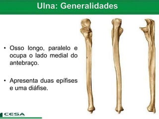 • Osso longo, paralelo e
ocupa o lado medial do
antebraço.
• Apresenta duas epífises
e uma diáfise.
 
