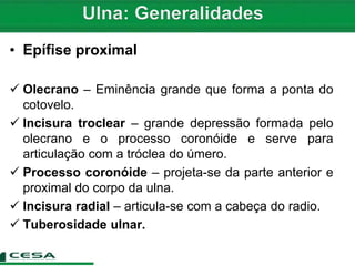 • Epífise proximal
 Olecrano – Eminência grande que forma a ponta do
cotovelo.
 Incisura troclear – grande depressão formada pelo
olecrano e o processo coronóide e serve para
articulação com a tróclea do úmero.
 Processo coronóide – projeta-se da parte anterior e
proximal do corpo da ulna.
 Incisura radial – articula-se com a cabeça do radio.
 Tuberosidade ulnar.
 