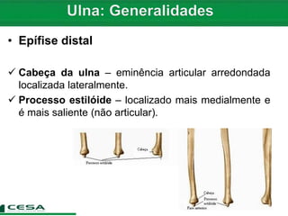 • Epífise distal
 Cabeça da ulna – eminência articular arredondada
localizada lateralmente.
 Processo estilóide – localizado mais medialmente e
é mais saliente (não articular).
 