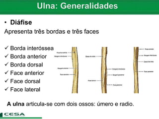 • Diáfise
Apresenta três bordas e três faces
 Borda interóssea
 Borda anterior
 Borda dorsal
 Face anterior
 Face dorsal
 Face lateral
A ulna articula-se com dois ossos: úmero e radio.
 