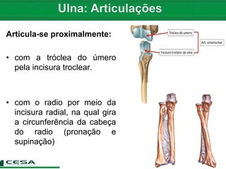 Articula-se proximalmente:
• com a tróclea do úmero
pela incisura troclear.
• com o radio por meio da
incisura radial, na qual gira
a circunferência da cabeça
do radio (pronação e
supinação)
 