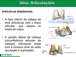 Articula-se distalmente:
• A face inferior da cabeça da
ulna articula-se com o disco
articular, que separa os
ossos do carpo.
• A porção lateral da cabeça
(circunferência articular da
cabeça), articula-se ainda
com a incisura ulnar do radio
(pronação e supinação)
 