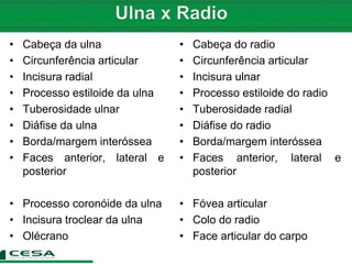 • Cabeça da ulna
• Circunferência articular
• Incisura radial
• Processo estiloide da ulna
• Tuberosidade ulnar
• Diáfise da ulna
• Borda/margem interóssea
• Faces anterior, lateral e
posterior
• Processo coronóide da ulna
• Incisura troclear da ulna
• Olécrano
• Cabeça do radio
• Circunferência articular
• Incisura ulnar
• Processo estiloide do radio
• Tuberosidade radial
• Diáfise do radio
• Borda/margem interóssea
• Faces anterior, lateral e
posterior
• Fóvea articular
• Colo do radio
• Face articular do carpo
 