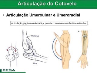 • Articulação Umeroulnar e Umeroradial
 