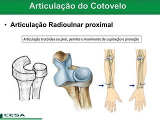 • Articulação Radioulnar proximal
 