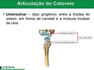  Umeroulnar – (tipo gínglimo): entre a tróclea do
úmero, em forma de carretel e a incisura troclear
da ulna.
 