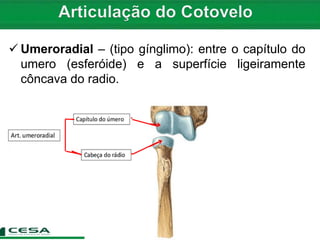  Umeroradial – (tipo gínglimo): entre o capítulo do
umero (esferóide) e a superfície ligeiramente
côncava do radio.
 