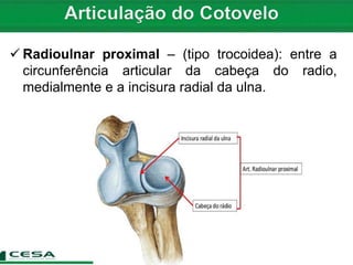  Radioulnar proximal – (tipo trocoidea): entre a
circunferência articular da cabeça do radio,
medialmente e a incisura radial da ulna.
 