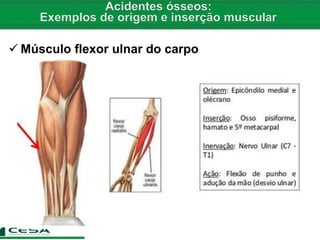  Músculo flexor ulnar do carpo
 