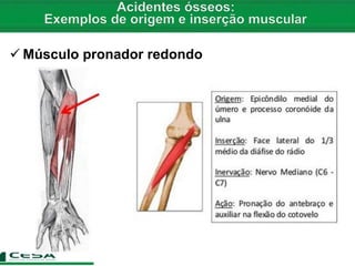  Músculo pronador redondo
 