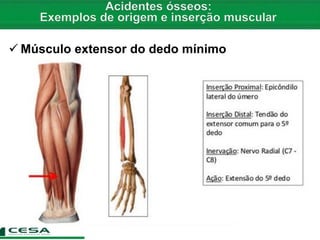  Músculo extensor do dedo mínimo
 
