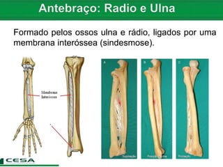 Formado pelos ossos ulna e rádio, ligados por uma
membrana interóssea (sindesmose).
 