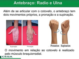 Além de se articular com o cotovelo, o antebraço tem
dois movimentos próprios, a pronação e a supinação.
O movimento em relação ao cotovelo é realizado
pelo músculo braquiorradial.
 