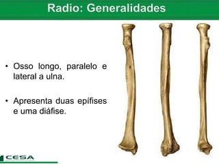 • Osso longo, paralelo e
lateral a ulna.
• Apresenta duas epífises
e uma diáfise.
 