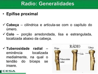• Epífise proximal
 Cabeça – cilíndrica e articula-se com o capítulo do
úmero.
 Colo – porção arredondada, lisa e estrangulada,
localizada abaixo da cabeça.
 Tuberosidade radial –
eminência localizada
medialmente, na qual o
tendão do bíceps se
insere.
 