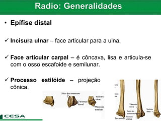• Epífise distal
 Incisura ulnar – face articular para a ulna.
 Face articular carpal – é côncava, lisa e articula-se
com o osso escafoide e semilunar.
 Processo estilóide – projeção
cônica.
 