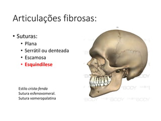 Articulações fibrosas:
• Suturas:
• Plana
• Serrátil ou denteada
• Escamosa
• Esquindilese
Estilo crista-fenda
Sutura esfenovomeral.
Sutura vomeropalatina
 