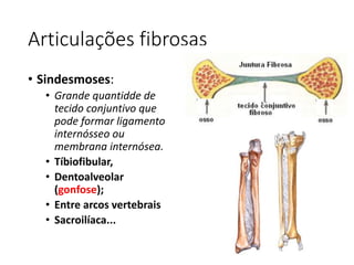 Articulações fibrosas
• Sindesmoses:
• Grande quantidde de
tecido conjuntivo que
pode formar ligamento
internósseo ou
membrana internósea.
• Tíbiofibular,
• Dentoalveolar
(gonfose);
• Entre arcos vertebrais
• Sacroilíaca...
 
