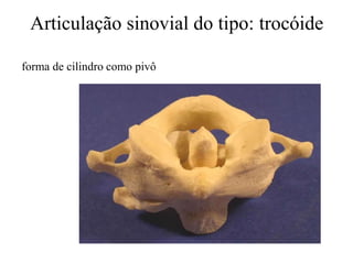 Articulação sinovial do tipo: trocóide
forma de cilindro como pivô
 