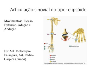 Articulação sinovial do tipo: elipsóide
Ex: Art. Metacarpo-
Falângica, Art. Rádio-
Cárpica (Punho)
Movimentos: Flexão,
Extensão, Adução e
Abdução
 