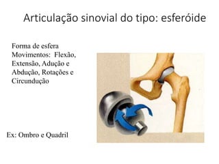 Articulação sinovial do tipo: esferóide
Ex: Ombro e Quadril
Forma de esfera
Movimentos: Flexão,
Extensão, Adução e
Abdução, Rotações e
Circundução
 