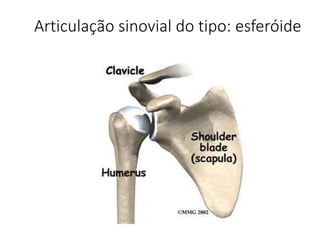 Articulação sinovial do tipo: esferóide
 