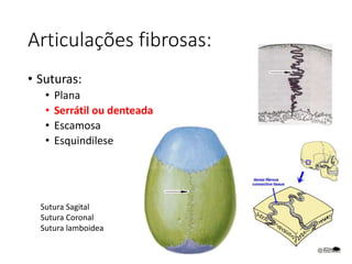 Articulações fibrosas:
• Suturas:
• Plana
• Serrátil ou denteada
• Escamosa
• Esquindilese
Sutura Sagital
Sutura Coronal
Sutura lamboidea
 