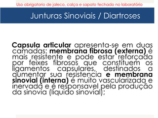Junturas Sinoviais / Diartroses
Capsula articular apresenta-se em duas
camadas: membrana fibrosa (externa) é
mais resistente e pode estar reforçada
por feixes fibrosos que constituem os
ligamentos capsulares, destinados a
aumentar sua resistencia e membrana
sinovial (interna) é muito vascularizada e
inervada e é responsavel pela produção
da sinovia (liquido sinovial);
Uso obrigatorio de jaleco, calça e sapato fechado no laboratório
 