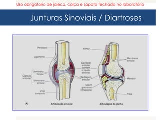Junturas Sinoviais / Diartroses
Uso obrigatorio de jaleco, calça e sapato fechado no laboratório
 