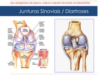 Junturas Sinoviais / Diartroses
Uso obrigatorio de jaleco, calça e sapato fechado no laboratório
 