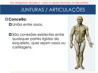 JUNTURAS / ARTICULAÇÕES
Conceito:
União entre ossos.
São conexões existentes entre
quaisquer partes rígidas do
esqueleto, quer sejam ossos ou
cartilagens.
Uso obrigatorio de jaleco, calça e sapato fechado no laboratório
 