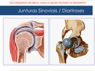 Junturas Sinoviais / Diartroses
Uso obrigatorio de jaleco, calça e sapato fechado no laboratório
 