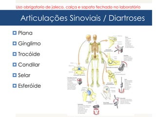 Articulações Sinoviais / Diartroses
 Plana
 Gínglimo
 Trocóide
 Condilar
 Selar
 Esferóide
Uso obrigatorio de jaleco, calça e sapato fechado no laboratório
 