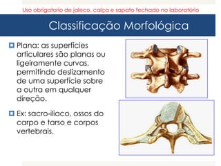 Classificação Morfológica
 Plana: as superfícies
articulares são planas ou
ligeiramente curvas,
permitindo deslizamento
de uma superfície sobre
a outra em qualquer
direção.
 Ex: sacro-iliaco, ossos do
carpo e tarso e corpos
vertebrais.
Uso obrigatorio de jaleco, calça e sapato fechado no laboratório
 